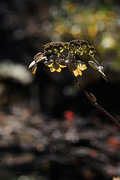 _DSF0883.jpg
