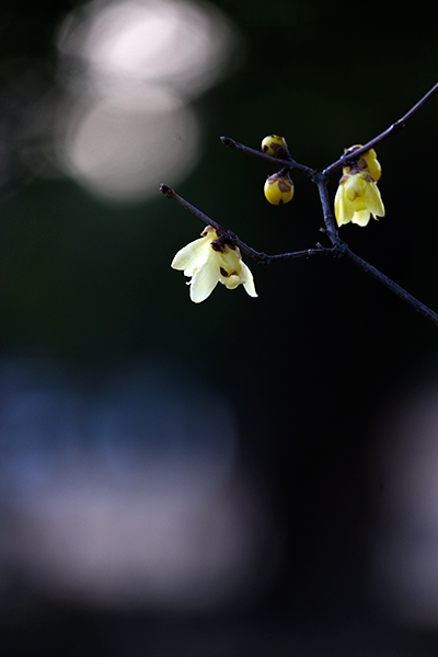 _DSF0954.png