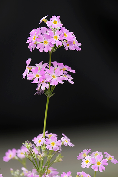 _DSF1537s.jpg