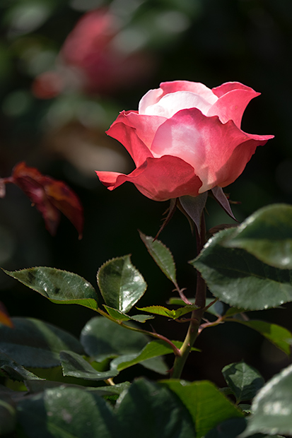 _DSF3447.jpg