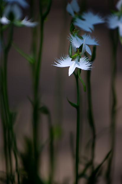 _DSC5004.jpg