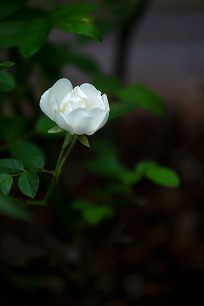 _DSC5928.jpg