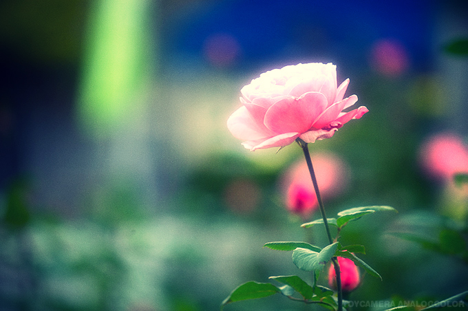 _DSC2923.jpg_effected.jpg