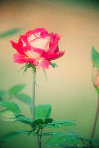 _DSC2884.jpg_effected.jpg
