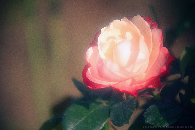 _DSC2823.jpg_effected.jpg