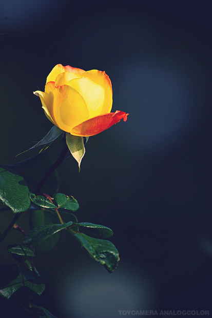 _DSC6478.jpg_effected.jpg