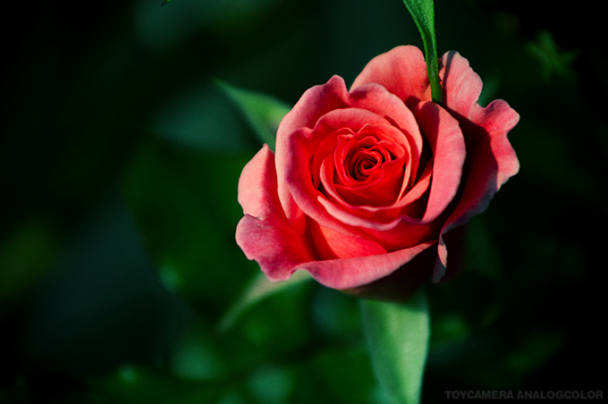 _DSC6468.jpg_effected.jpg
