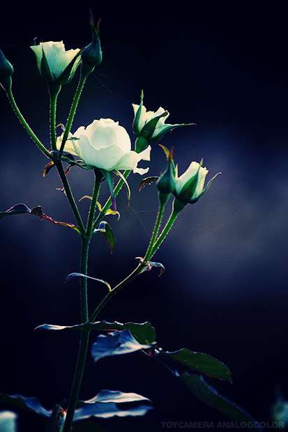 _DSC6092.jpg_effected.jpg