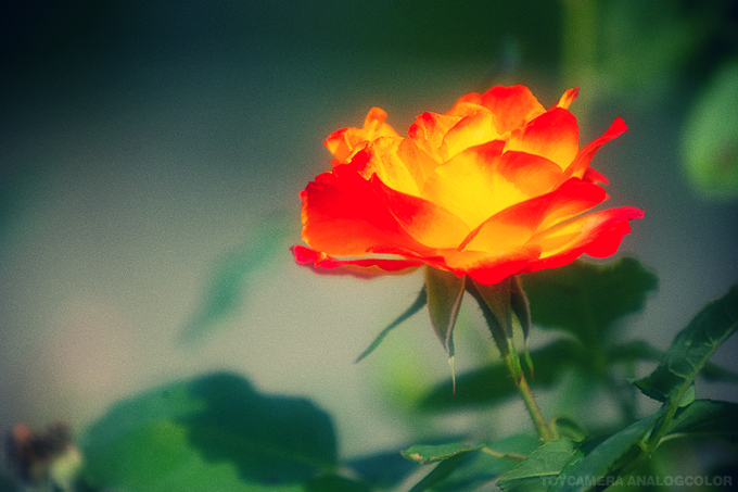 _DSC2836.jpg_effected.jpg
