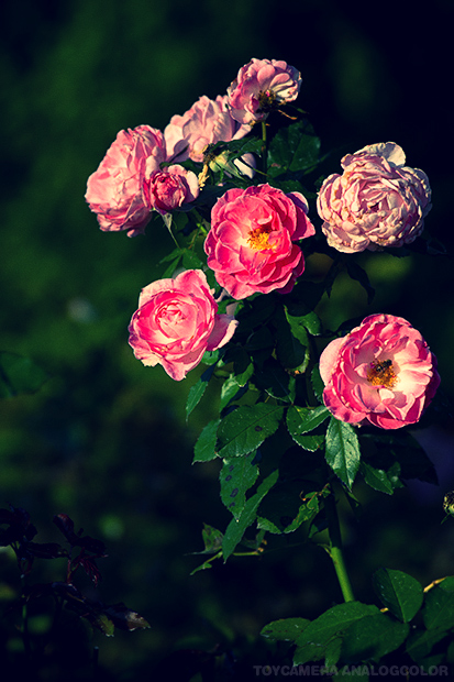 _DSC5953.jpg_effected.jpg
