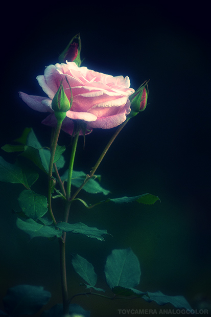 _DSC2889.jpg_effected.jpg