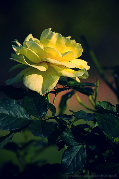 _DSC5933.jpg_effected.jpg