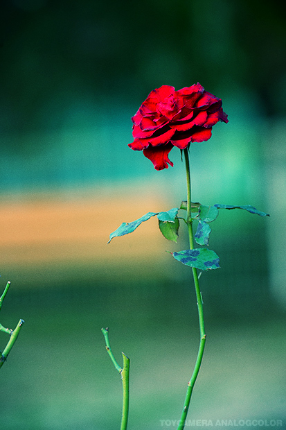 _DSC6068.jpg_effected.jpg