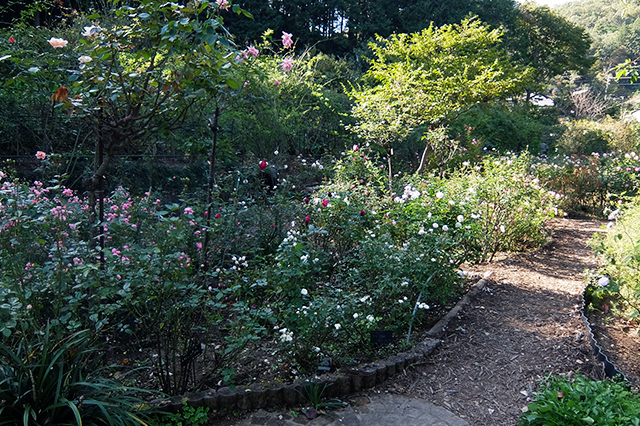 DSCF8129.jpg