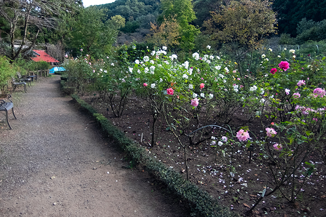 DSCF8142.jpg