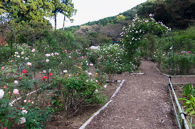 DSCF8149.jpg