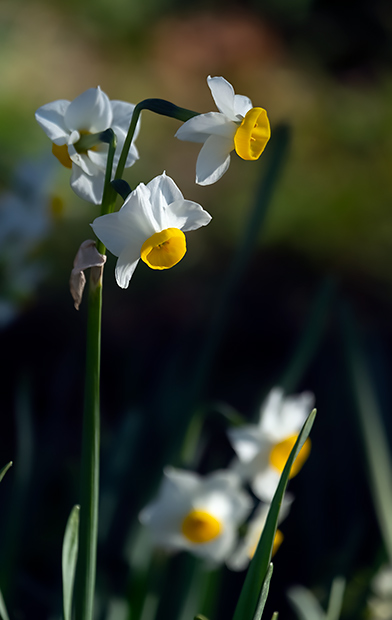 _DSF7798.jpg