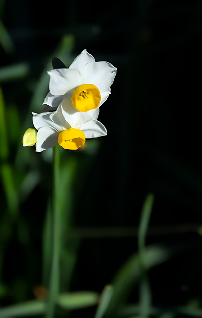 _DSF7828.jpg