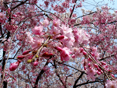 桜1