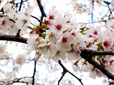 桜2