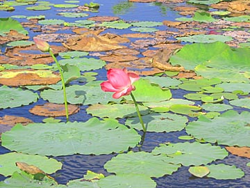 蓮の花