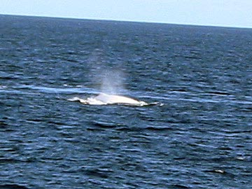 2005Migaloo