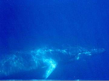 ミンククジラ