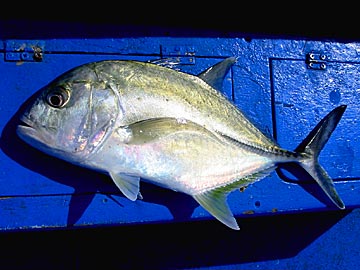 やっとそれらしい魚
