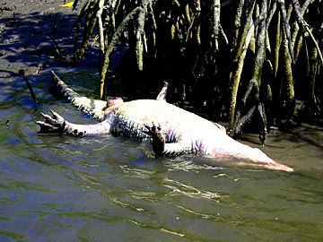 死んだクロコダイル発見!