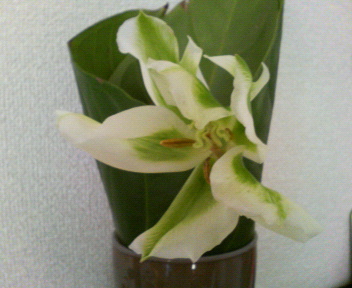 cyulip