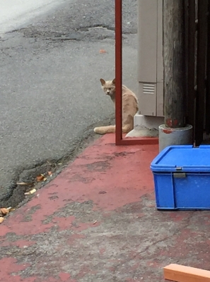 稲取海猫