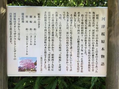 河津桜