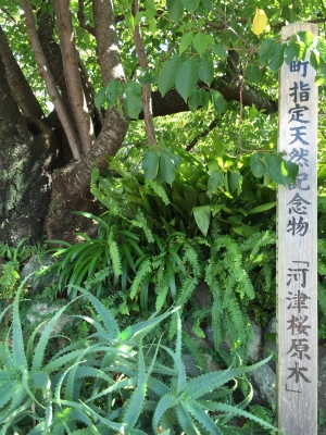 河津桜原木