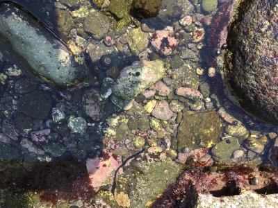 石花海・海09