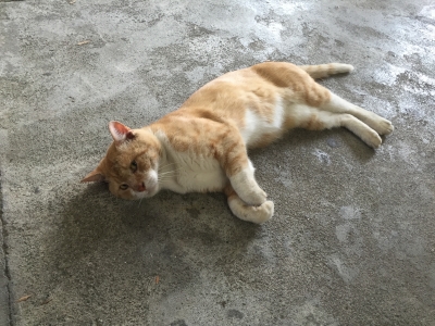 網代猫01