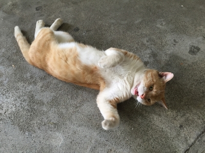 網代猫02