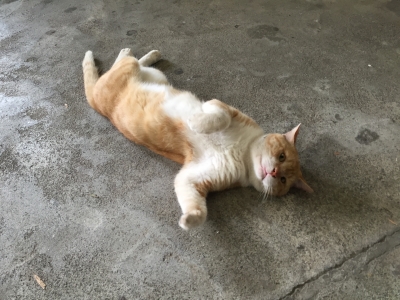 網代猫03