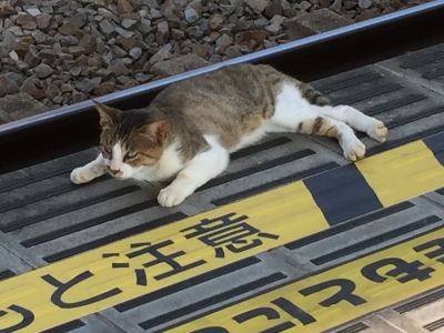 網代駅猫