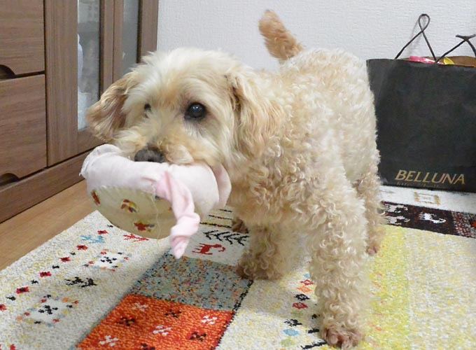 ぬいぐるみを振り回すのが大好き ほのぼのさんの夢日記（愛犬編） のんの&まっくす