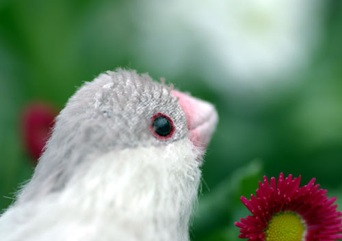 081127シルバー文鳥1