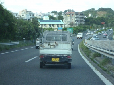 やぎ