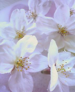 20070329_361150.jpg