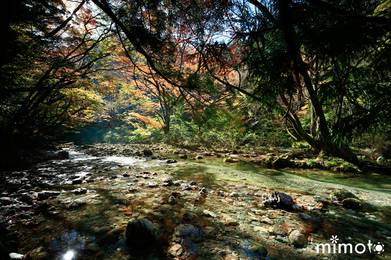 オリジナルビオラ 花苗 ガーデン 小田深山渓谷 紅葉