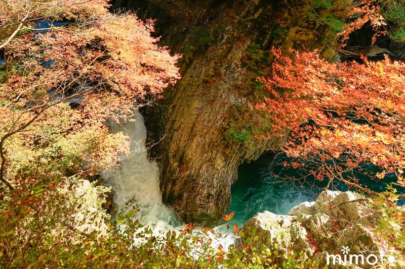 オリジナルビオラ 花苗 ガーデン 小田深山渓谷 紅葉