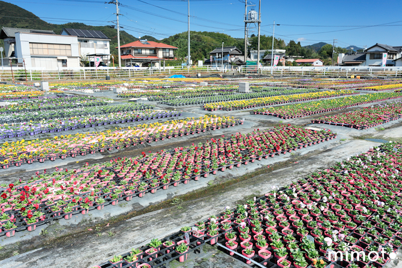 見元園芸 オリジナルビオラ 花苗 ガーデン 農場 解放フェア