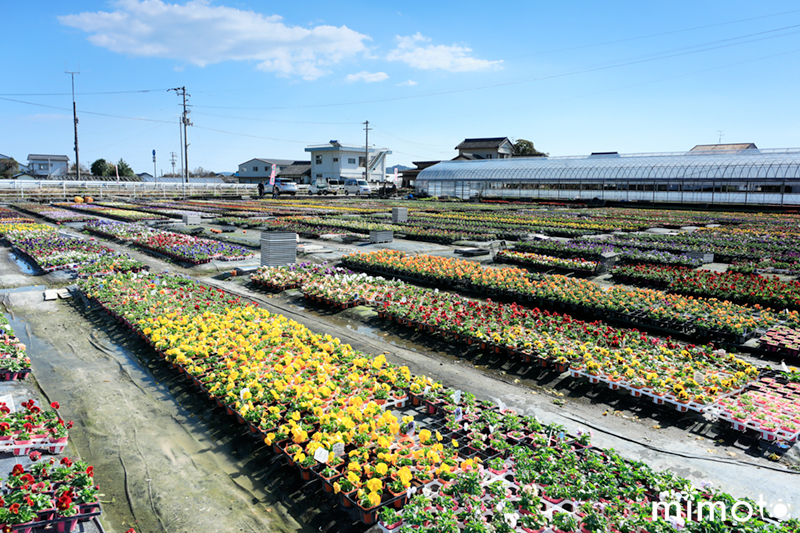 見元園芸 オリジナルビオラ 花苗 ガーデン 農場 解放フェア