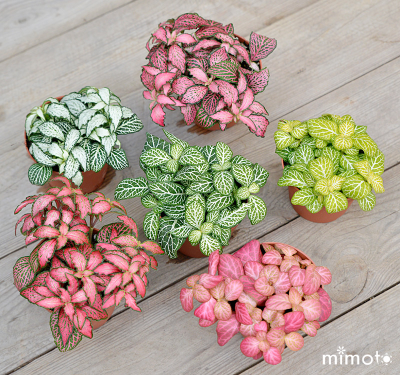 観葉植物 フィットニア ピレア