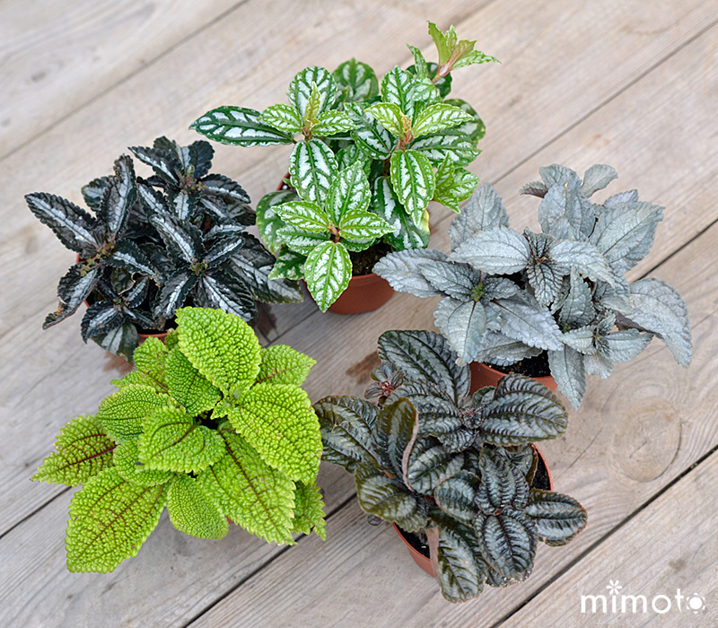 観葉植物 フィットニア ピレア