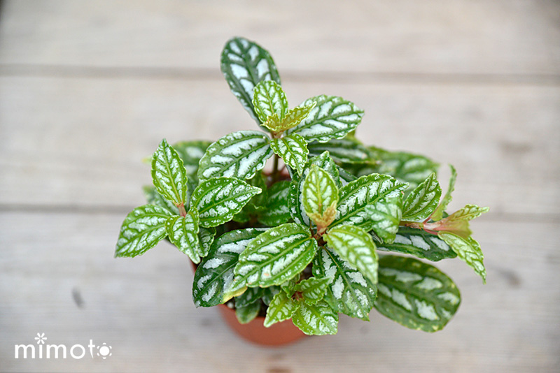 観葉植物 フィットニア ピレア