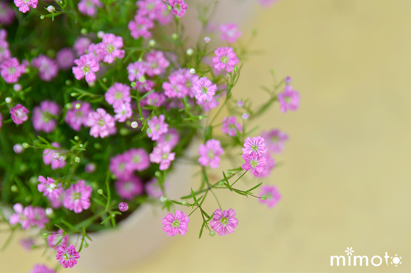 クナウティア・マケドニカ かすみ草 ジプシー プレクトランサス 時期の花苗 初夏の花苗